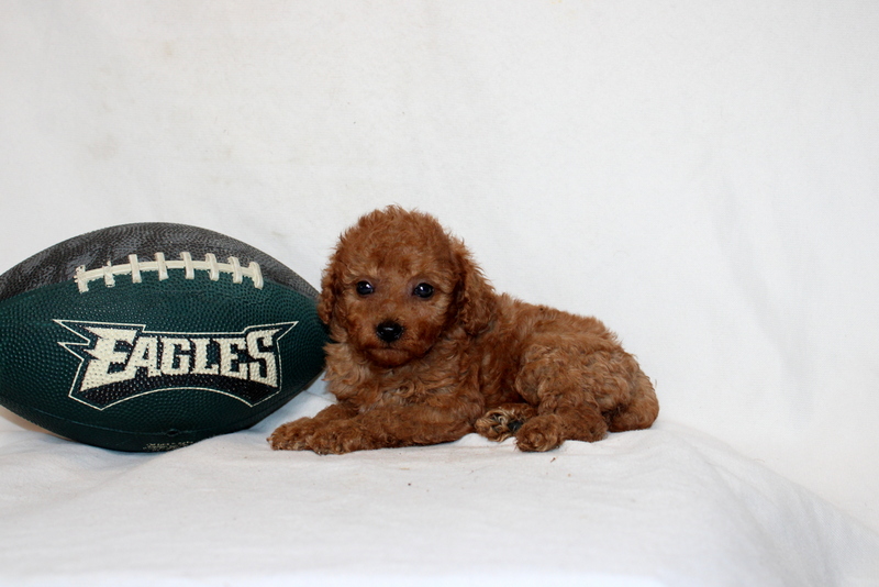 puppy, for, sale, Mini Poodle, Matthew B. Stoltzfus, dog, breeder, Gap, PA, dog-breeder, puppy-for-sale, forsale, nearby, find, puppyfind, locator, puppylocator, aca